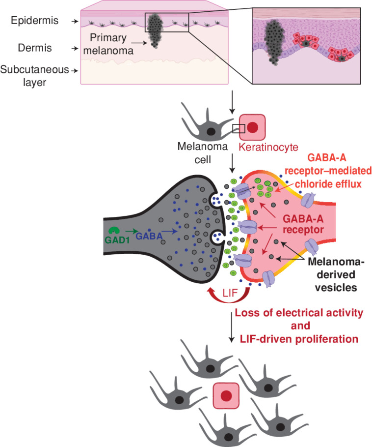 Figure 7. Model for GABAergic signaling–driven melanoma/keratinocyte communication. Created using BioRender.com.