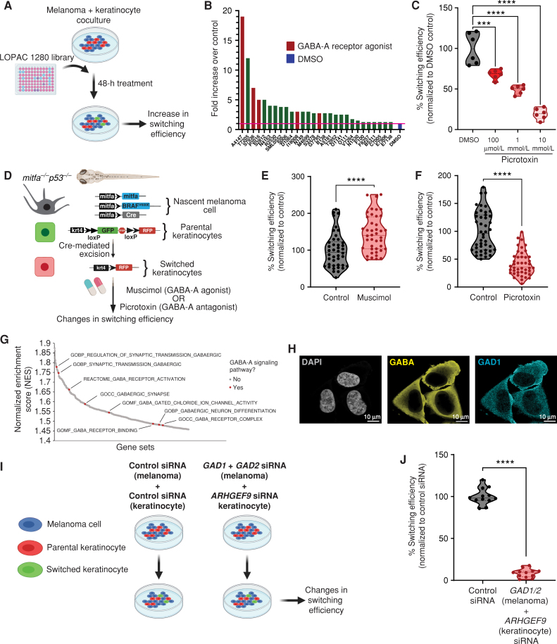 Figure 3. GABAergic signaling drives melanoma/keratinocyte communication. A, Schematic representation of the LOPAC small-molecule library screen in human melanoma/keratinocyte cocultures treated with control (DMSO) or LOPAC 1280 library compounds (10 μmol/L each, indicated by their Sigma library identifiers) for 48 hours and quantified for an increase in switching efficiency (created with BioRender.com). B, Fold change over control (DMSO) in switching efficiency in the top 28 hits of the LOPAC small-molecule library screen. Red bars indicate compounds that are agonists or allosteric modulators of the GABA-A receptor; blue bar represents DMSO control. C, Percentage switching efficiency calculated as number of switched cells per well normalized to control (DMSO) upon treatment with the GABA antagonist picrotoxin (100 μmol/L, 1 mmol/L, 10 mmol/L) in melanoma/keratinocyte cocultures for 48 hours pooled from 6 biological replicates (n = 12; ratio: 1:3, keratinocyte:melanoma). Error bars, SD; P values generated by one-way ANOVA with multiple comparisons; ****, P < 0.0001. D, Schematic representation of the F0 zebrafish genetic reporter assay to quantify changes in keratinocyte switching efficiency in zebrafish embryos treated with a GABA-A agonist (muscimol) or a GABA-A antagonist (picrotoxin). Created with BioRender.com. E and F, Percentage switching efficiency calculated as percentage of RFP-positive area normalized to GFP-positive area, normalized to control in 3 days post-fertilization zebrafish embryos treated with muscimol (10 μmol/L; E) or picrotoxin (100 μmol/L; F). Data represent n = 44 DMSO-treated fish, n = 42 muscimol-treated fish, and n = 44 picrotoxin-treated fish pooled from 3 biological replicates. Error bars, SD; P values generated by two-tailed unpaired t test; ****, P < 0.0001. G, Waterfall plot of enriched pathways from GSEA of switched vs. parental keratinocytes. GABA-A receptor pathways are highlighted in red. H, Immunostaining for GAD1 (enzyme) and GABA in A375 melanoma cells. Individual cells are pseudocolored as indicated. I, Schematic representation of the human in vitro switch reporter assay in melanoma/keratinocyte cocultures with genetic loss of function in GABA pathway components. Created with BioRender.com. J, Percentage switching efficiency calculated as number of switched cells per well normalized to control siRNA when cocultures were treated with a combination of GAD1/2 (melanoma cells) and ARHGEF9 (keratinocytes) targeting siRNA pooled from 3 biological replicates (n = 12; ratio: 1:3, keratinocyte:melanoma). Error bars: SD; P values generated by two-tailed unpaired t test; ****, P < 0.0001.