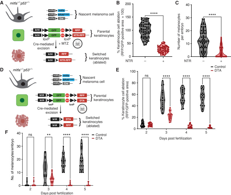 Figure 2. Melanoma/keratinocyte communication drives melanoma initiation. A, Schematic representation of the zebrafish genetic reporter system to detect melanoma/keratinocyte communication and specifically ablate melanoma-associated keratinocytes (RFP-positive, switched) using the transgenic expression of NTR2.0 and MTZ treatment (created with BioRender.com). B, Switched keratinocyte ablation calculated as percentage of RFP-positive area normalized to GFP-positive area in 3 days post-fertilization (dpf) zebrafish embryos (± NTR2.0 expression) in keratinocytes. Absolute values were normalized to no NTR control to calculate cell-ablation efficiency. Data represent n = 60 control fish (negative for NTR) and n = 60 NTR2.0 fish (positive for NTR) pooled from 3 biological replicates. Error bars, SD; P values generated by two-tailed unpaired t test; ****, P < 0.0001. C, Number of pigmented melanocytes per embryo in ± NTR conditions. Data represent n = 60 control fish and n = 60 NTR fish pooled from 3 biological replicates. Error bars, SD; P values generated by two-tailed unpaired t test; ****, P < 0.0001. D, Schematic representation of the zebrafish genetic reporter system to detect melanoma keratinocyte communication and specifically ablate melanoma-associated keratinocytes (RFP-positive, switched) using the transgenic expression of DTA (diphtheria toxin gene A chain; created with BioRender.com). E, Switched keratinocyte ablation calculated as percentage of RFP-positive area normalized to GFP-positive area in 2, 3, 4, and 5 dpf zebrafish embryos (± DTA expression) in keratinocytes. Absolute values were normalized to no DTA control to calculate cell-ablation efficiency. Data represent n = 20 control fish per time point (negative for mitfa-Cre) and n = 20 DTA fish per time point (positive for mitfa-Cre) pooled from 3 biological replicates. Error bars, SD; P values generated by multiple two-tailed paired t test; ****, P < 0.0001. ns, not significant. F, Number of pigmented melanocytes per embryo in 2, 3, 4, and 5 dpf embryos ± DTA expression. Data represent n = 20 control fish per time point (negative for mitfa-Cre) and n = 40 DTA fish per time point (positive for mitfa-Cre) pooled from 3 biological replicates. Error bars, SD; P values generated by multiple two-tailed paired t test; **, P < 0.01; ****, P < 0.0001.