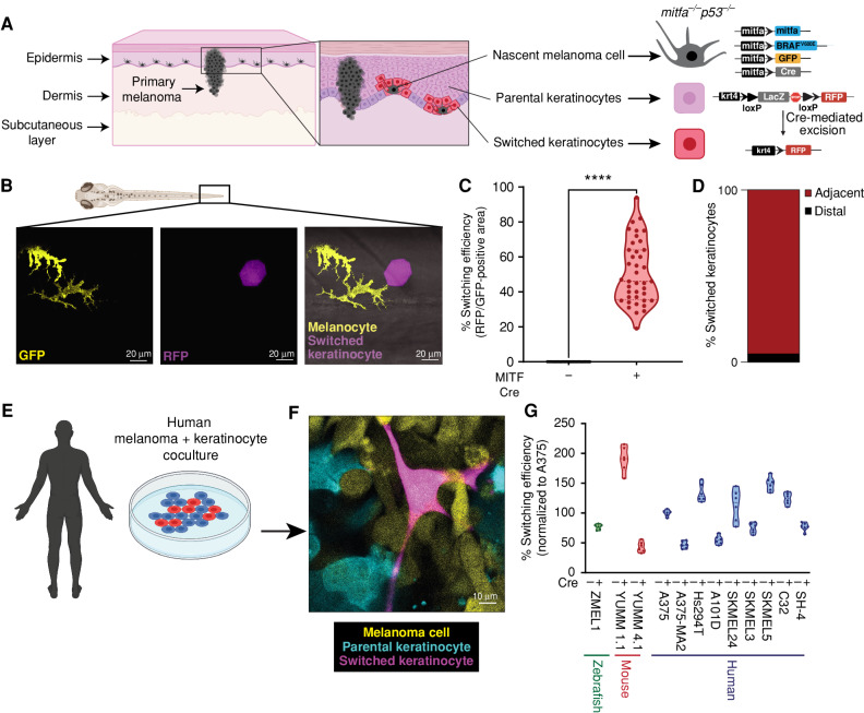 Figure 1. Nascent melanoma cells are in direct communication with keratinocytes. A, Schematic representation of the genetic reporter system to identify melanoma/keratinocyte communication (created with BioRender.com). Left, the epidermal melanin unit is disrupted in primary melanoma; zoomed-in image shows nascent melanoma cells and keratinocytes in direct physical contact. Right, the genetic reporter system for detecting melanoma keratinocyte communication in zebrafish casper F0 embryos with the genotype p53−/− mitfa:BRAFV600E injected with the indicated melanocyte and keratinocyte reporter constructs (± mitfa:Cre). B, Representative image of an F0 zebrafish embryo with nascent melanoma cells overexpressing Cre and palmGFP in direct communication with a switched keratinocyte overexpressing RFP. Individual cells are pseudocolored as indicated. C, Percentage switching efficiency calculated as percentage of RFP-positive area normalized to GFP-positive area in 3 days post-fertilization (dpf) zebrafish embryos. Data represent n = 40 control fish (negative for mitfa-Cre) and n = 40 switch fish (positive for mitfa-Cre) pooled from 3 biological replicates. Error bars, SD; P values generated by two-tailed unpaired t test; ****, P < 0.0001. D, Bar plot showing percentage of switched keratinocytes (RFP-positive) in direct contact (adjacent) or not in direct contact (distal) with a nascent melanoma cell (palmGFP-positive). Data are pooled from 3 biological replicates (n = 60). E, Schematic representation of human melanoma/keratinocyte coculture (schematic created with BioRender.com). F, Representative confocal image of human melanoma/keratinocyte coculture with nonswitched keratinocytes, melanoma cells, and switched keratinocytes pseudocolored as indicated. G, Percentage switching efficiency in human keratinocytes when cocultured with zebrafish, mouse, or human melanoma cell lines calculated as the number of switched keratinocytes per well, normalized to the human melanoma cell line A375 (ratio: 1:3, keratinocyte:melanoma). No switching was observed in the absence of Cre-expressing melanoma cell lines. Data represent n = 6 for control cocultures (no Cre) and n = 6 for switched cocultures (+ Cre) pooled from 3 biological replicates for each cell line indicated. Error bars, SD.