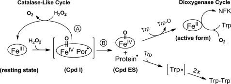 SCHEME 2.