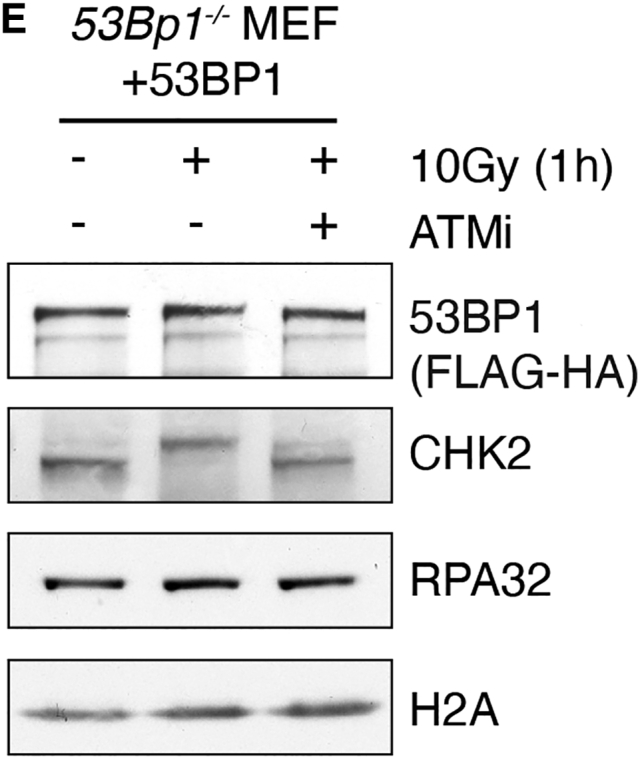 Figure 6E