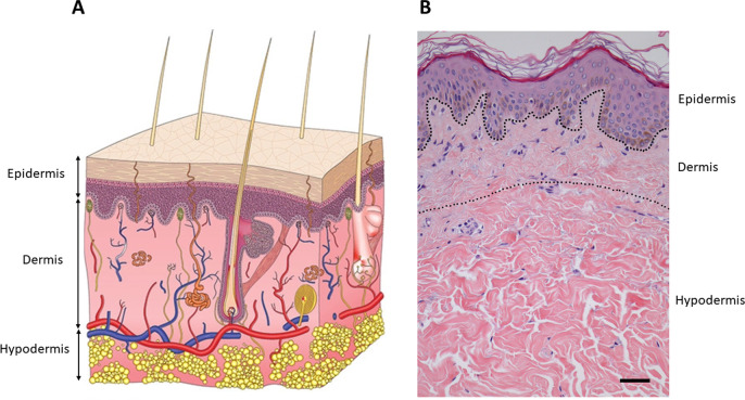 FIG. 1.