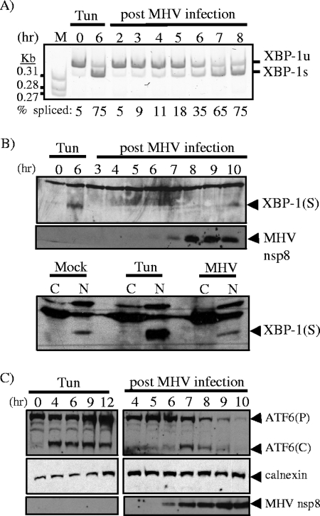 FIG. 1.