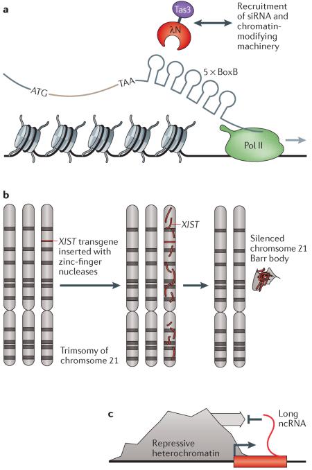 Box 1 | Synthetic non-coding RNAs regulate chromatin structure