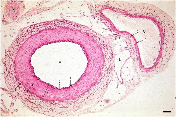 Figure 1.