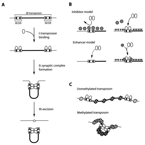 FIG. 8.