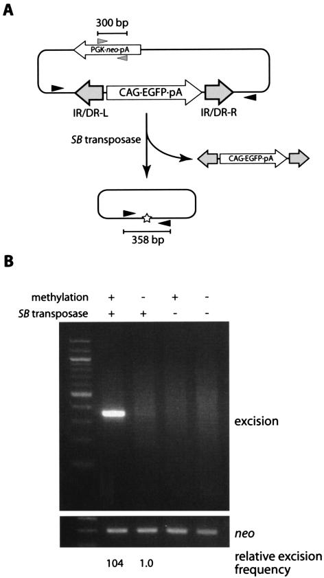 FIG. 2.