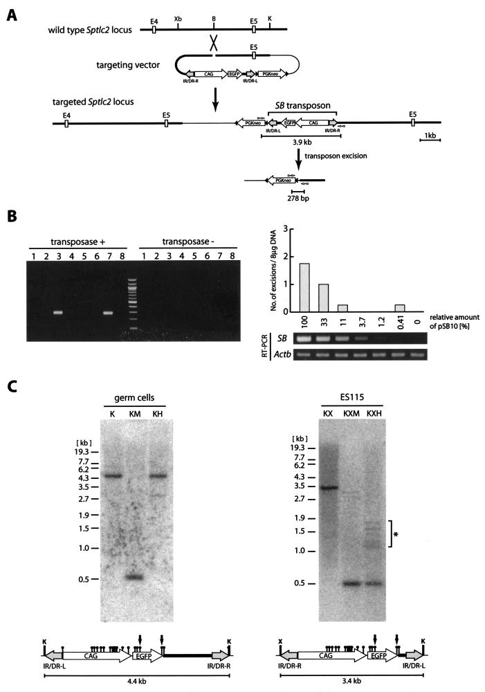 FIG.1.