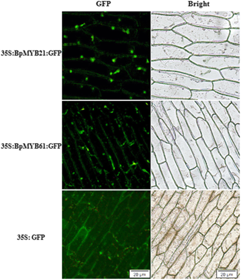 Fig. 9