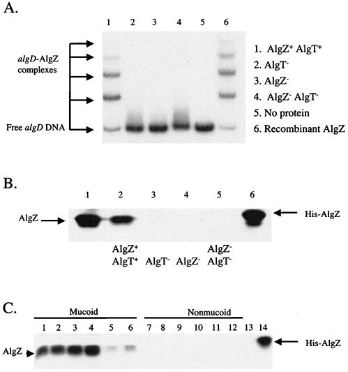 FIG. 1.