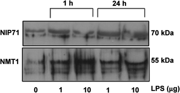 Figure 7.