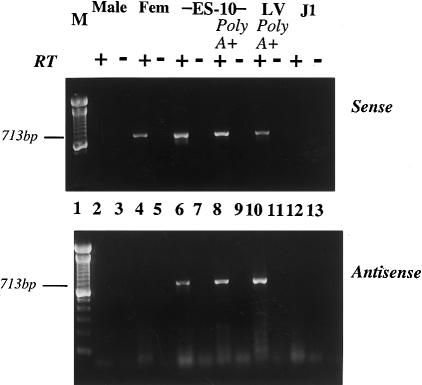 Figure  2