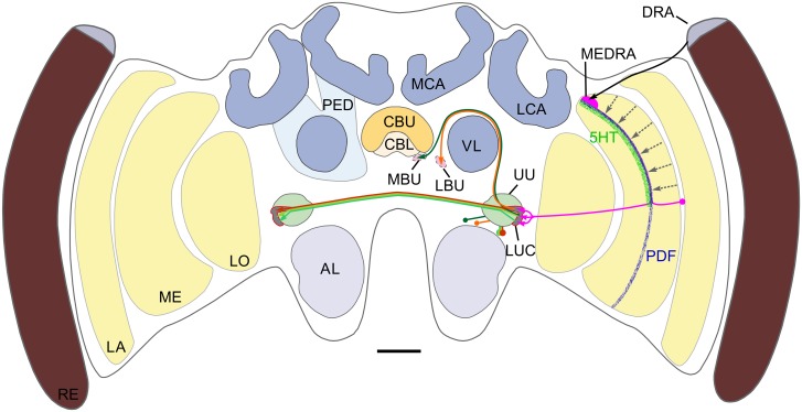 Fig 9