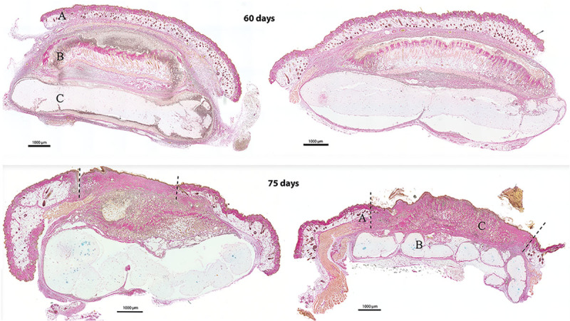 Fig. 3.