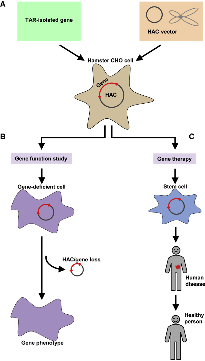 Figure 3