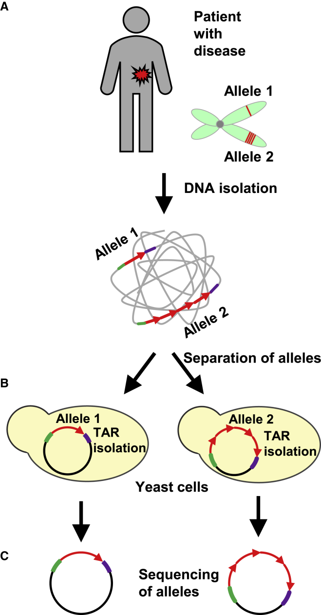 Figure 2