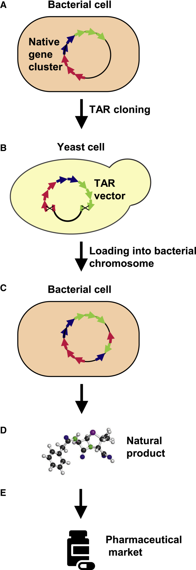 Figure 4