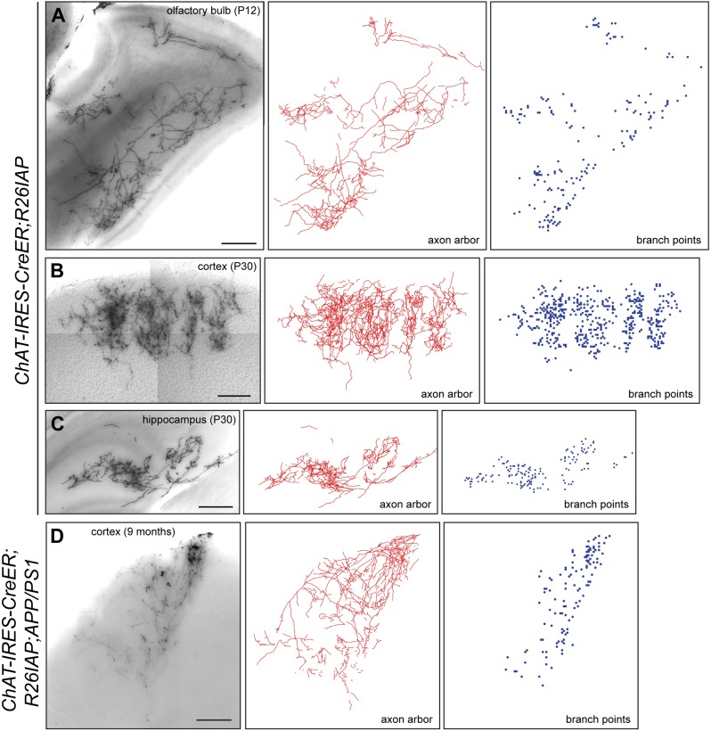 Figure 4—figure supplement 1.