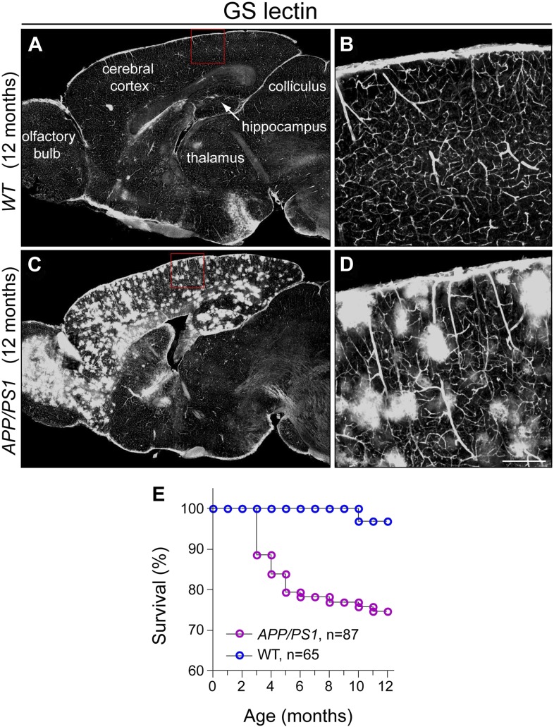 Figure 5—figure supplement 2.