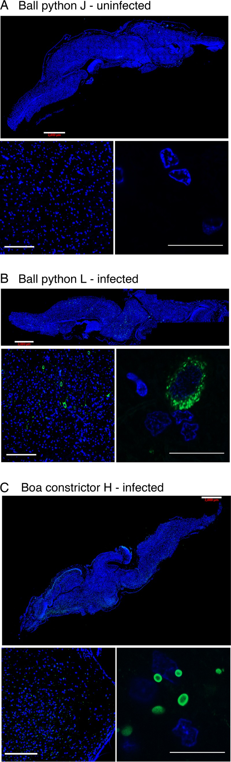 FIG 6