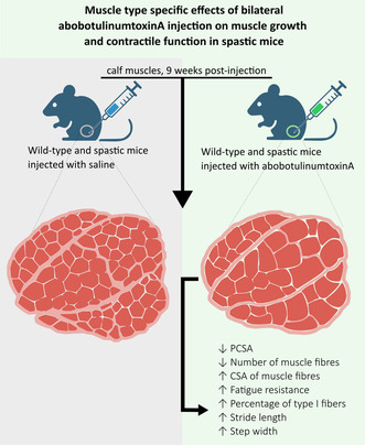 graphic file with name FSB2-38-e70141-g007.jpg