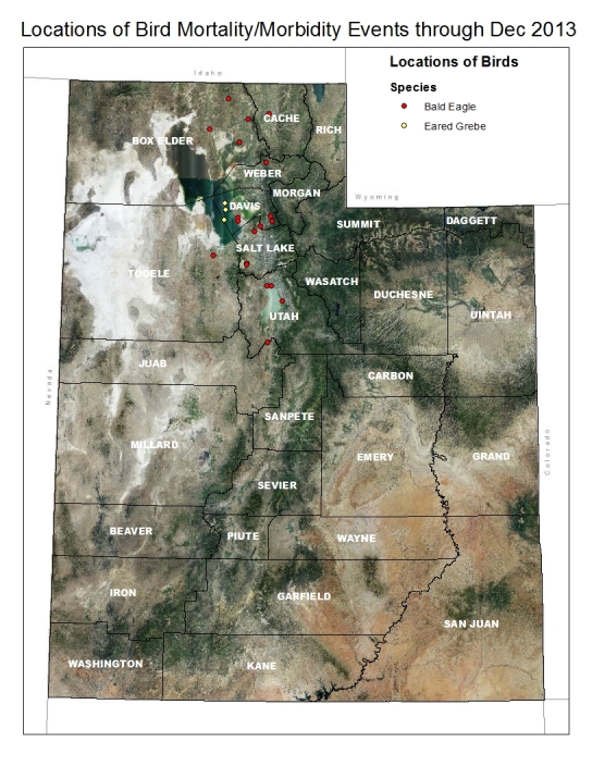 Utah counties with reported mortality of birds at Great Salt Lake in December 2013. 