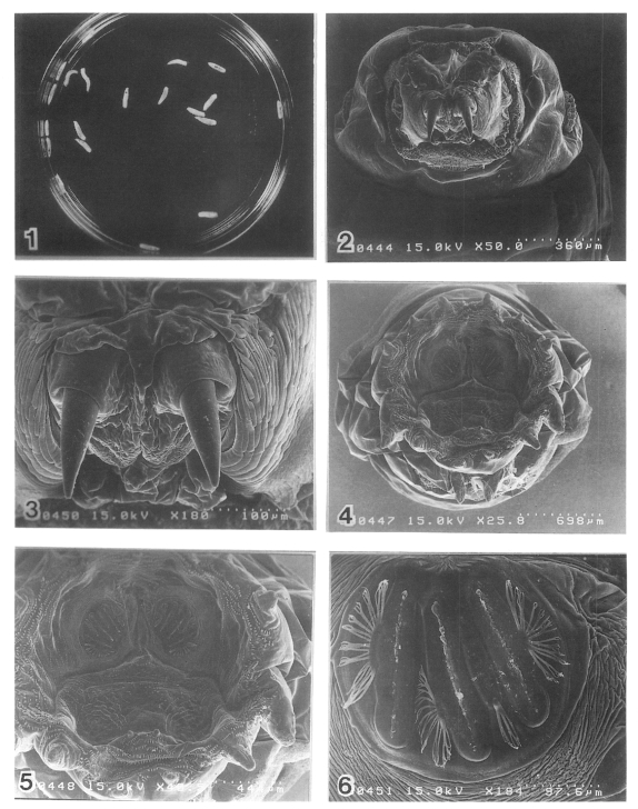 Figs. 1-6