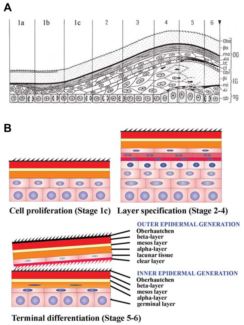 Fig 8