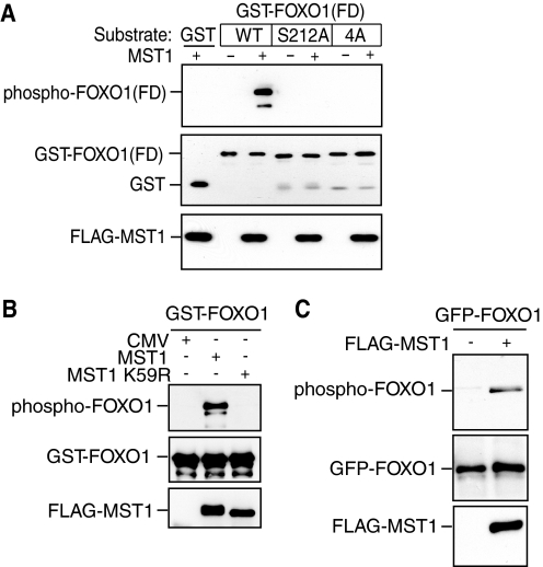 FIGURE 2.