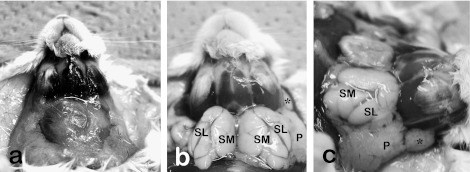 Fig. 1