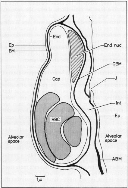 graphic file with name thorax00253-0010-a.jpg