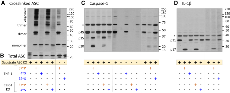 Figure 2