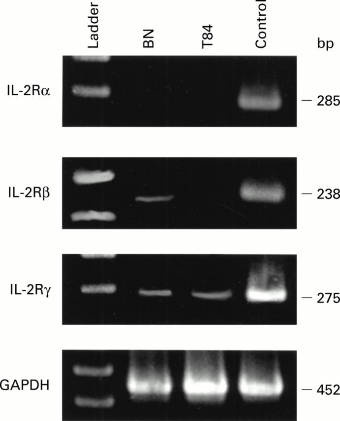 Figure 5  