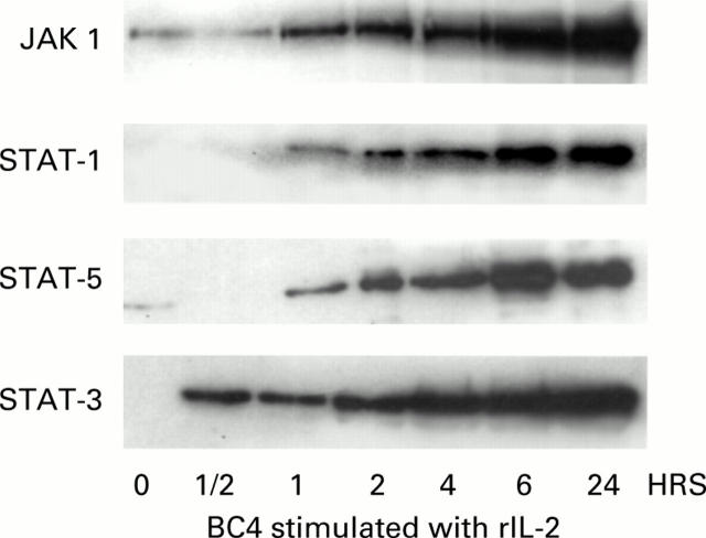 Figure 7  