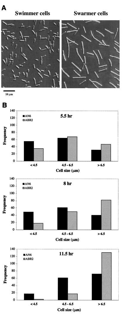 FIG. 2.