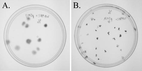 FIG. 2.