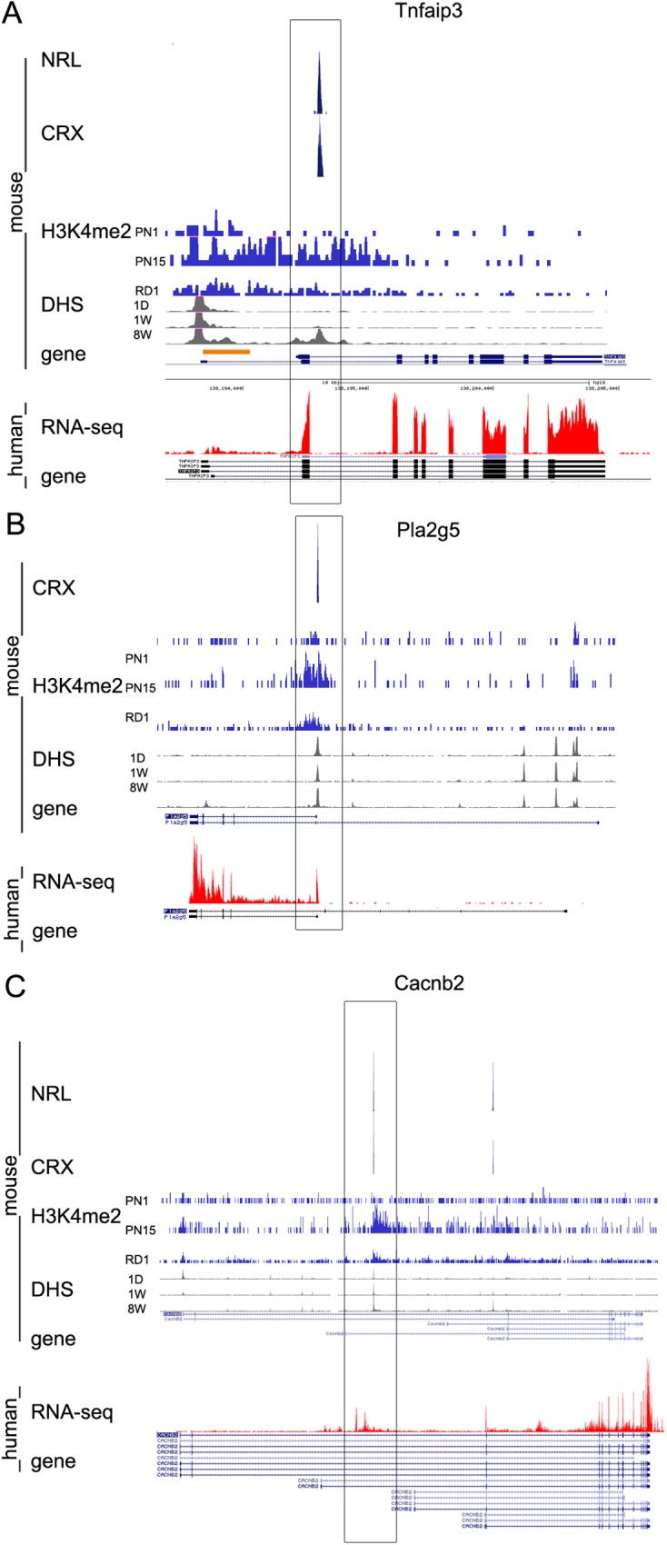 Fig 11