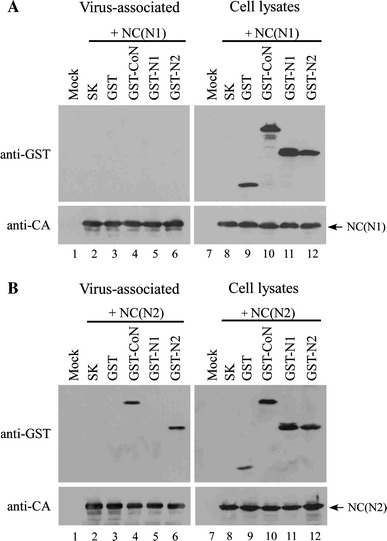 Fig. 5