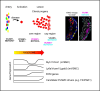 Graphical Abstract