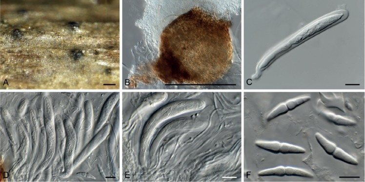 Fig. 25.