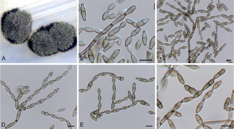 Fig. 10.