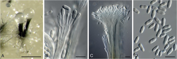 Fig. 39.