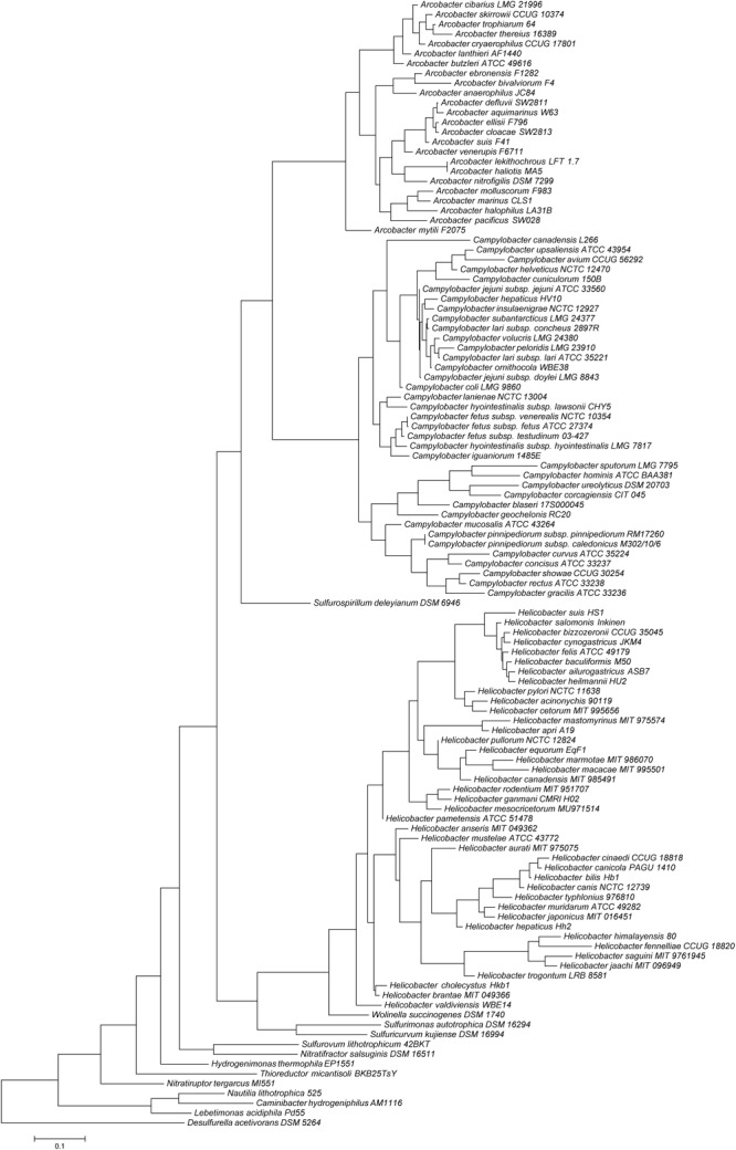 FIGURE 1