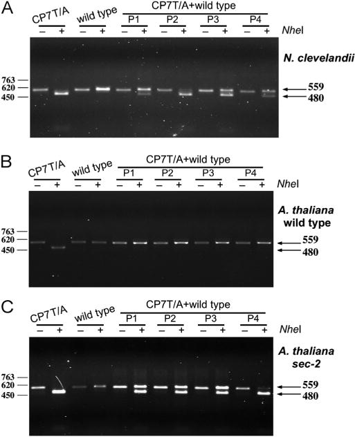 Fig. 5