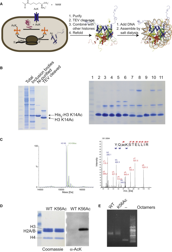 Figure 2