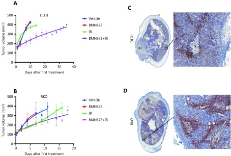 (A, B) Growth of tumour cells injected subcutaneously into the back of BALB/c nude mice, treated as indicated with either; vehicle; 0.1 mg/kg talazoparib; radiation (2 x 5 Gy); or 0.1 mg/kg talazoparib 1 hour prior to each of 2 x 5 Gy radiation doses. Treatment with talazoparib+radiation significantly slowed tumor growth for (A) DLD1 cells but not (B) RKO cells. (C, D) Representative images of tumours harvested from the vehicle treated group (at 400 mm<sup>3</sup>) show similar histology for both (C) DLD1 and (D) RKO xenografts including perinecrotic hypoxia (CA9 staining, brown) and tumor necrosis (N).