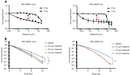 Confirmation of radiosensitisation by olaparib in BRAF mutant and WT RKO cells by: (A) Long-term cell proliferation assays, showing separation (red arrows) between IC<sub>50</sub> curves normalised for radiation effect, indicating significant radiosensitisation (BRAF-mutant: <italic>P</italic> ≤ 0.001; BRAF-WT: <italic>P</italic> ≤ 0.01, calculated by paired <italic>t</italic>-test). (B) Clonogenic survival assays, showing significant radiation enhancement by 0.1–1 μM olaparib at 1% cell survival (BRAF-mutant: <italic>P</italic> ≤ 0.05; BRAF-WT: <italic>P</italic> ≤ 0.001), calculated by one-way ANOVA in multiple comparison tests). Data show the mean of <italic>n</italic> = 3 experiments ± SEM (*<italic>P</italic> ≤ 0.05, **<italic>P</italic> ≤ 0.01, ***<italic>P</italic> ≤ 0.001).