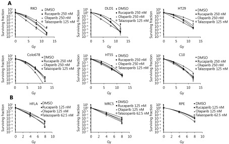 (A) Colorectal cancer cell lines were plated, rested overnight, drugged and 6 hours later, the cells were either mock irradiated, or irradiated at 4, 8, or 12 Gy. Separation between the control (DMSO) and treated curves indicates radiosensitivity induced by the compound. (B) Human lung fibroblast (HFLA and MRC5) and retinal epithelial (RPE) non-malignant cell lines were drugged in an identical manner and irradiated with 0, 4 or 8 Gy to determine non-cancer cell survival following similar treatment. Data show mean of <italic>n</italic>=3 experiments±SEM.