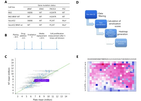 (A, B) CRC cells isogenic for <italic>BRAF V600E</italic> and with defined <italic>KRAS, PIK3CA and p53</italic> status were screened with the DTP approved oncology drug library +/- irradiation and allowed to grow for five doubling times. Cell viability was compared between irradiated and non-irradiated plates. (C) Raw data were normalized by rescaling both to the plate mean and negative controls, and quality plots contrasted. (D) Heatmaps were generated for each individual plate. ΔZ scores were calculated between irradiated and non-irradiated plates. Selection of candidate hits was based on a rank product method (see methods). Probability of false discovery was computed by permutation, with 100 permutations. (E) Example heatmap generated for one of the HTS plates. Hits were identified as drugs with a ΔZ score significantly higher than expected by chance when irradiated and non-irradiated samples were compared.